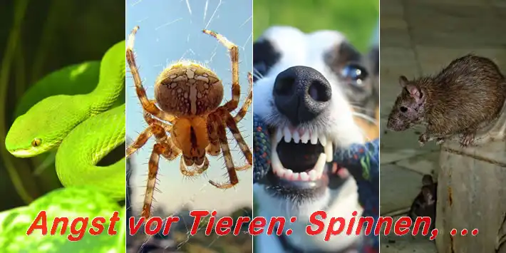 Ängste - Phobien - owi open way institute